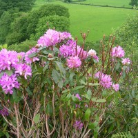 Rhododendron